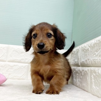 静岡県のカニンヘンダックスフンド(ロング) (犬の家＆猫の里マークイズ静岡店/2025年9月6日生まれ/男の子/シェーデットレッド)の子犬の1枚目の画像