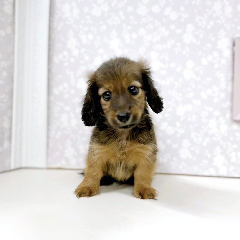 富山県のカニンヘンダックスフンド(ロング) (犬の家＆猫の里アミーゴ高岡蓮花寺店/2025年9月6日生まれ/男の子/シェーデットレッド)の子犬の1枚目の画像