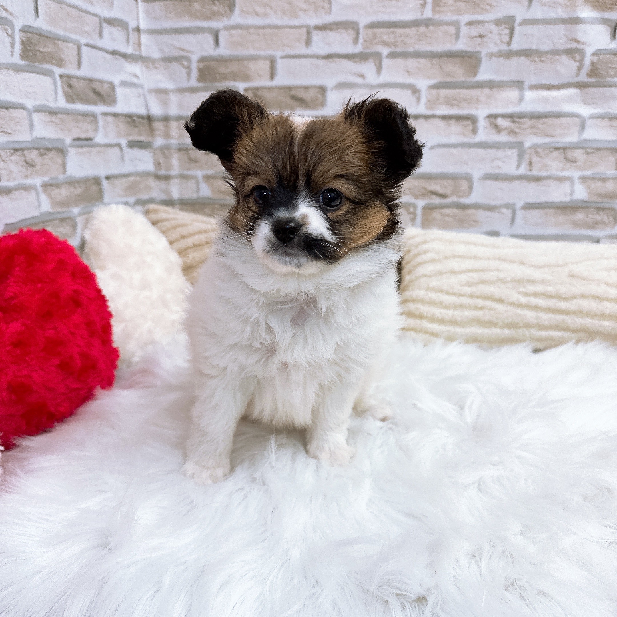神奈川県のパピヨン (犬の家＆猫の里モザイクモール港北店/2025年9月5日生まれ/男の子/ホワイトブラウン)の子犬の3枚目の画像