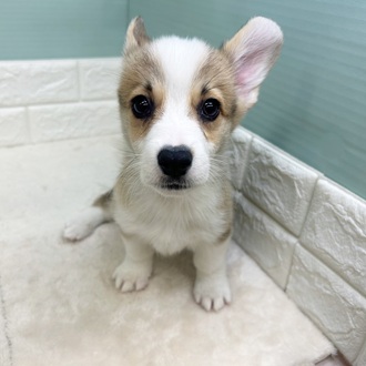 静岡県のウェルシュコーギーペンブローク (犬の家＆猫の里マークイズ静岡店/2025年9月4日生まれ/男の子/レッドホワイト)の子犬の3枚目の画像