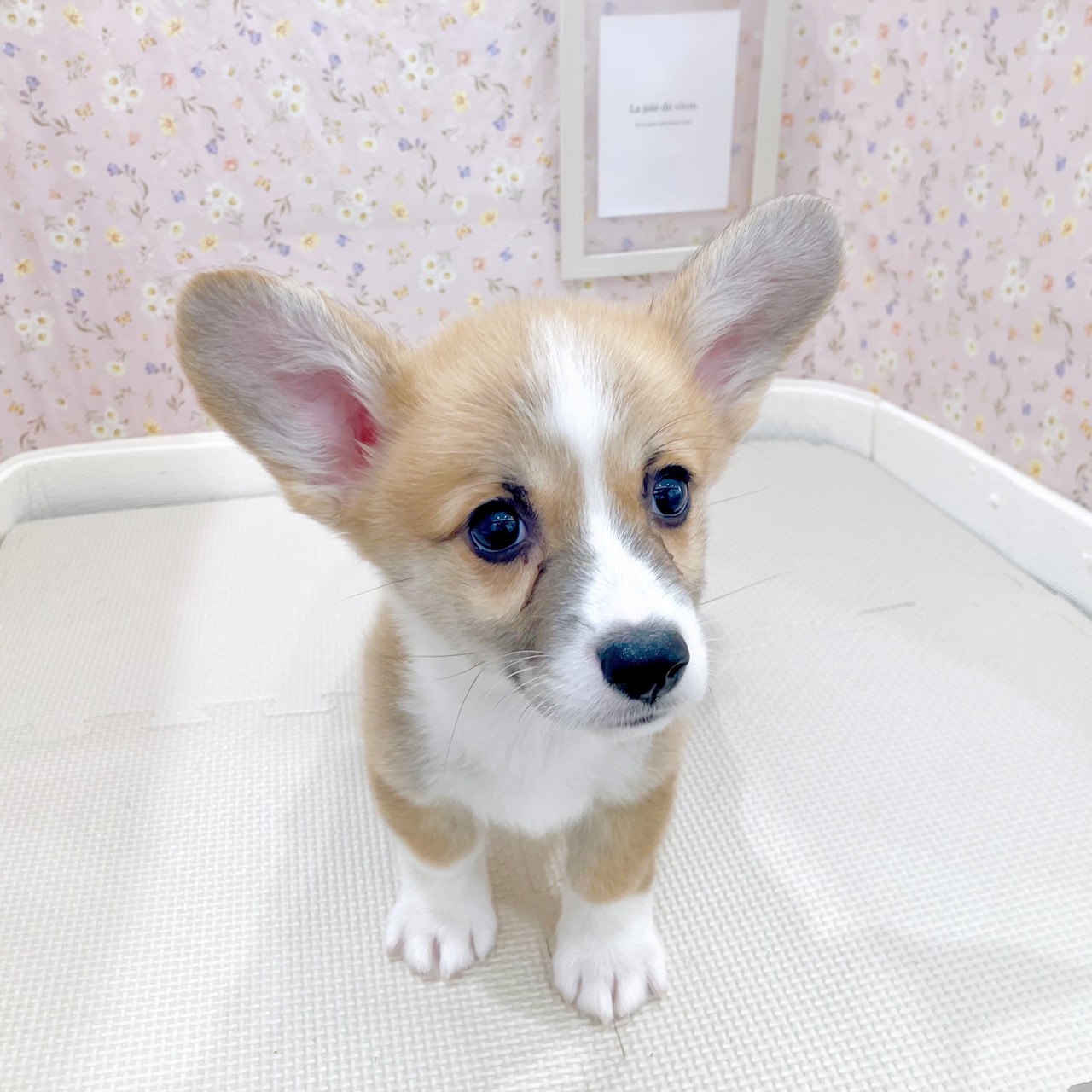 石川県のウェルシュコーギーペンブローク (犬の家＆猫の里金沢店/2025年9月5日生まれ/男の子/レッドホワイト)の子犬の1枚目の画像