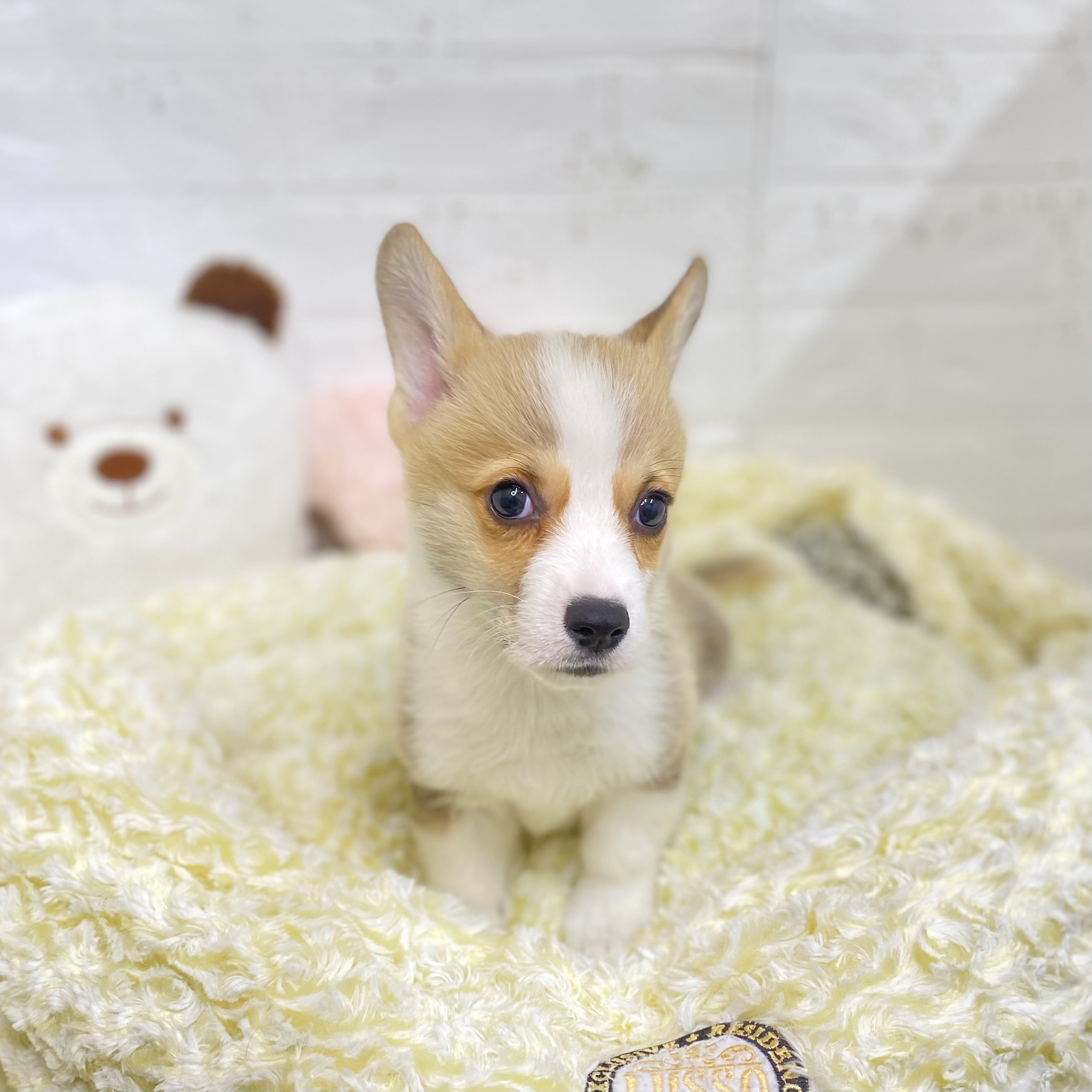 長野県のウェルシュコーギーペンブローク (犬の家＆猫の里長野店/2025年9月5日生まれ/男の子/レッドホワイト)の子犬の3枚目の画像