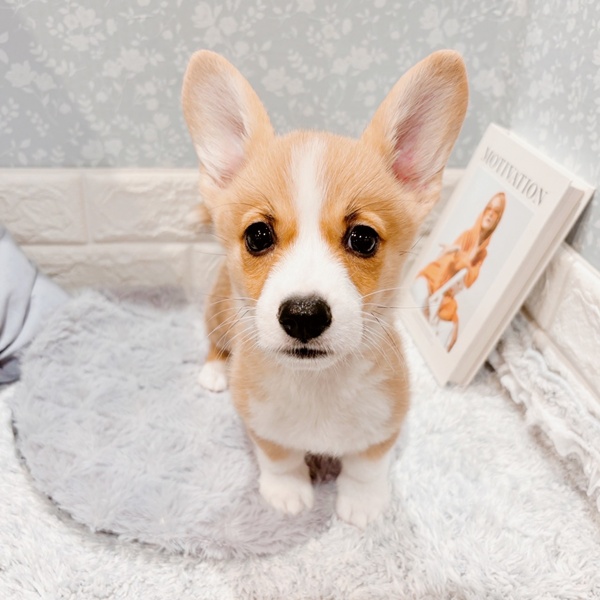 福井県のウェルシュコーギーペンブローク (犬の家＆猫の里福井店/2025年9月5日生まれ/女の子/レッドホワイト)の子犬の1枚目の画像