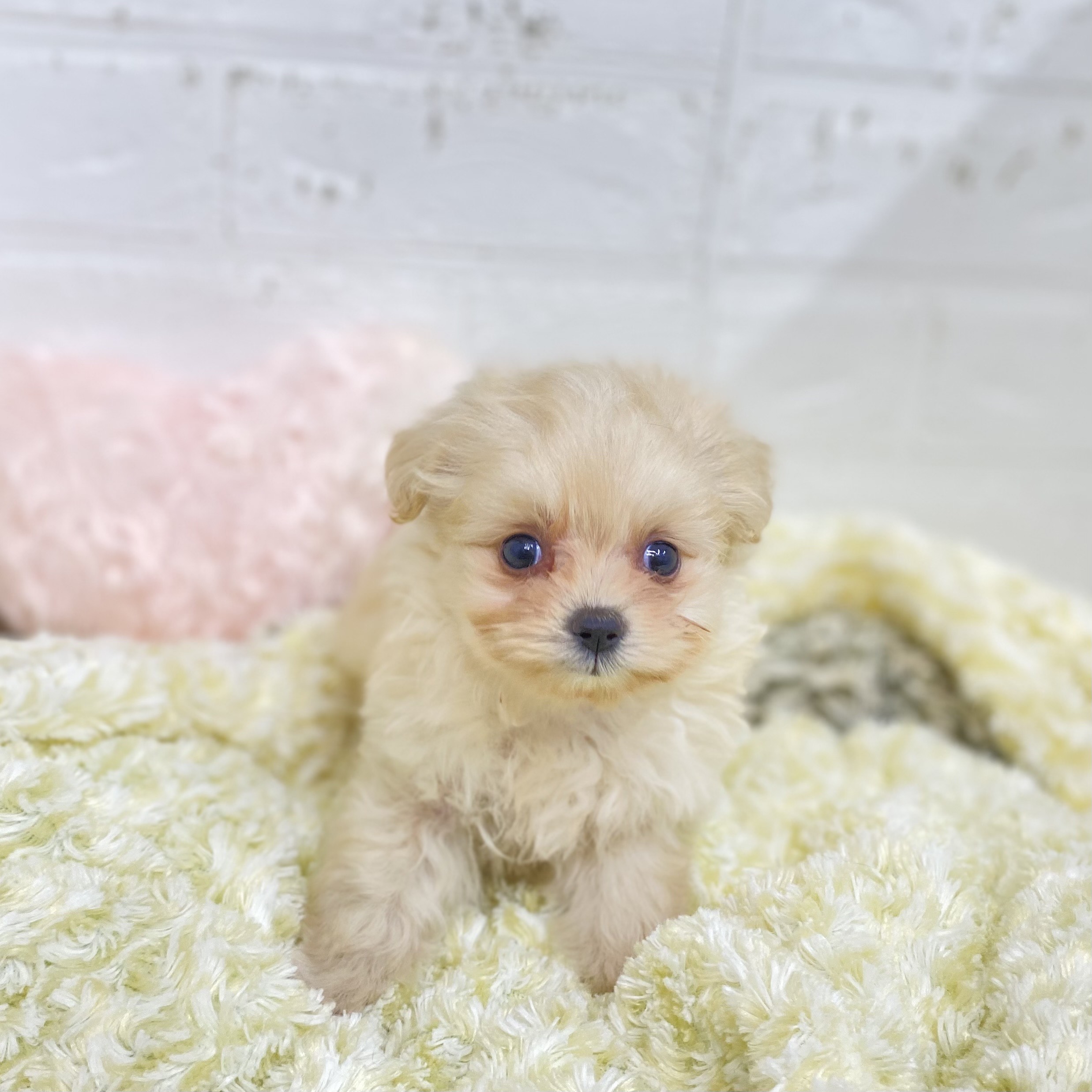 長野県のポメプー(ポメラニアン×プードル) (犬の家＆猫の里長野店/2025年9月7日生まれ/女の子/クリーム)の子犬の3枚目の画像