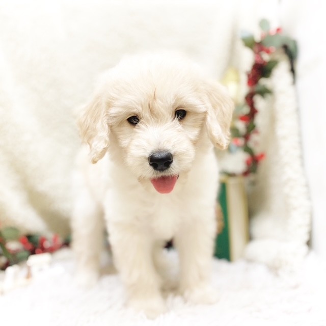 静岡県のゴールデンドゥードゥル(ゴールデン×プードル) (犬の家＆猫の里藤枝店/2025年9月7日生まれ/男の子/クリーム)の子犬の3枚目の画像