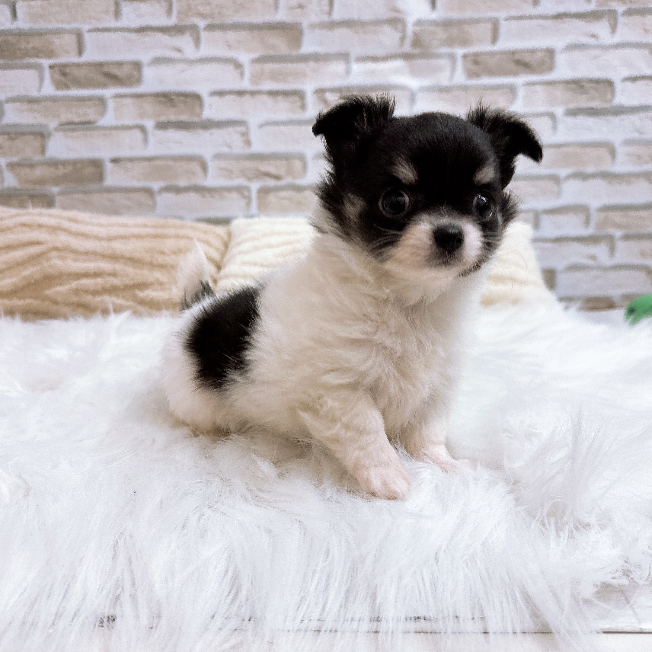 神奈川県のチワワ(ロング) (犬の家＆猫の里モザイクモール港北店/2025年9月8日生まれ/女の子/ホワイトブラックタン)の子犬の3枚目の画像