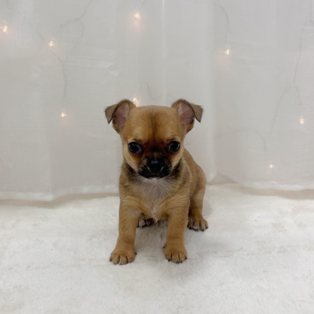 千葉県のチワワ(スムース) (犬の家＆猫の里BIGHOPガーデンモール印西店/2025年9月9日生まれ/女の子/レッド)の子犬の3枚目の画像