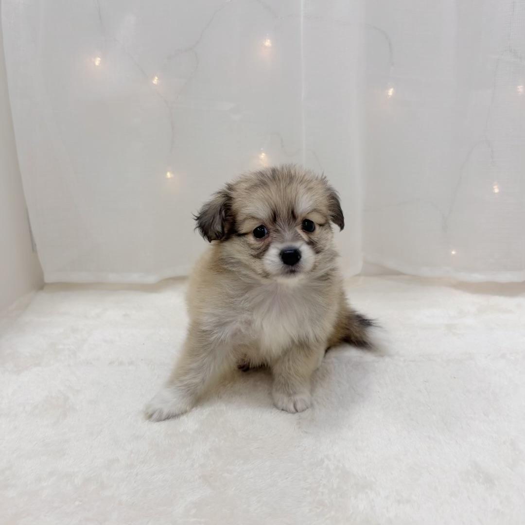 千葉県のポメックス(ポメラニアン×ダックス) (犬の家＆猫の里BIGHOPガーデンモール印西店/2025年9月8日生まれ/女の子/シェーデットイエロー)の子犬の3枚目の画像