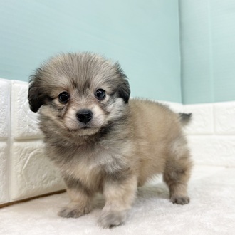 静岡県のポメックス(ポメラニアン×ダックス) (犬の家＆猫の里マークイズ静岡店/2025年9月8日生まれ/男の子/シェーデットイエロー)の子犬の1枚目の画像