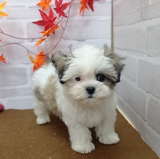 静岡県のマルズー/マルシーズ(マルチーズ×シーズー) (犬の家＆猫の里プレ葉ウォーク浜北店/2025年9月7日生まれ/男の子/ホワイトブラウン)の子犬の3枚目の画像