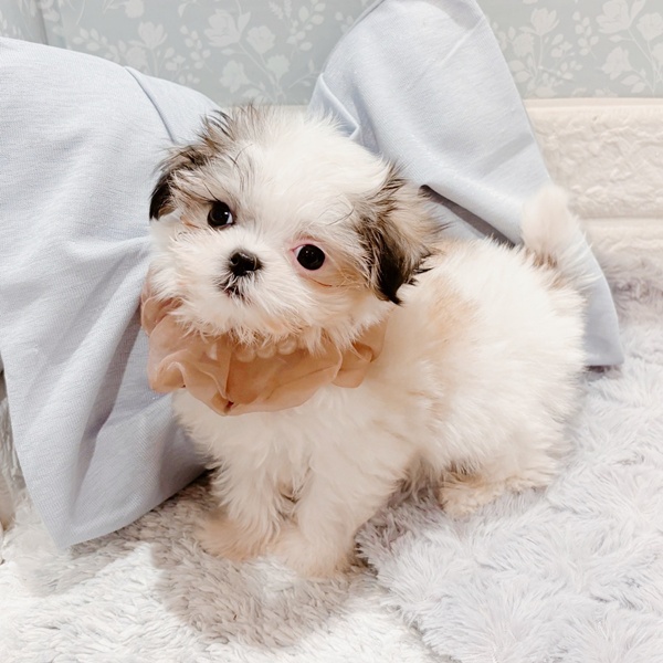 福井県のマルズー/マルシーズ(マルチーズ×シーズー) (犬の家＆猫の里福井店/2025年9月7日生まれ/女の子/ホワイトブラウン)の子犬の3枚目の画像