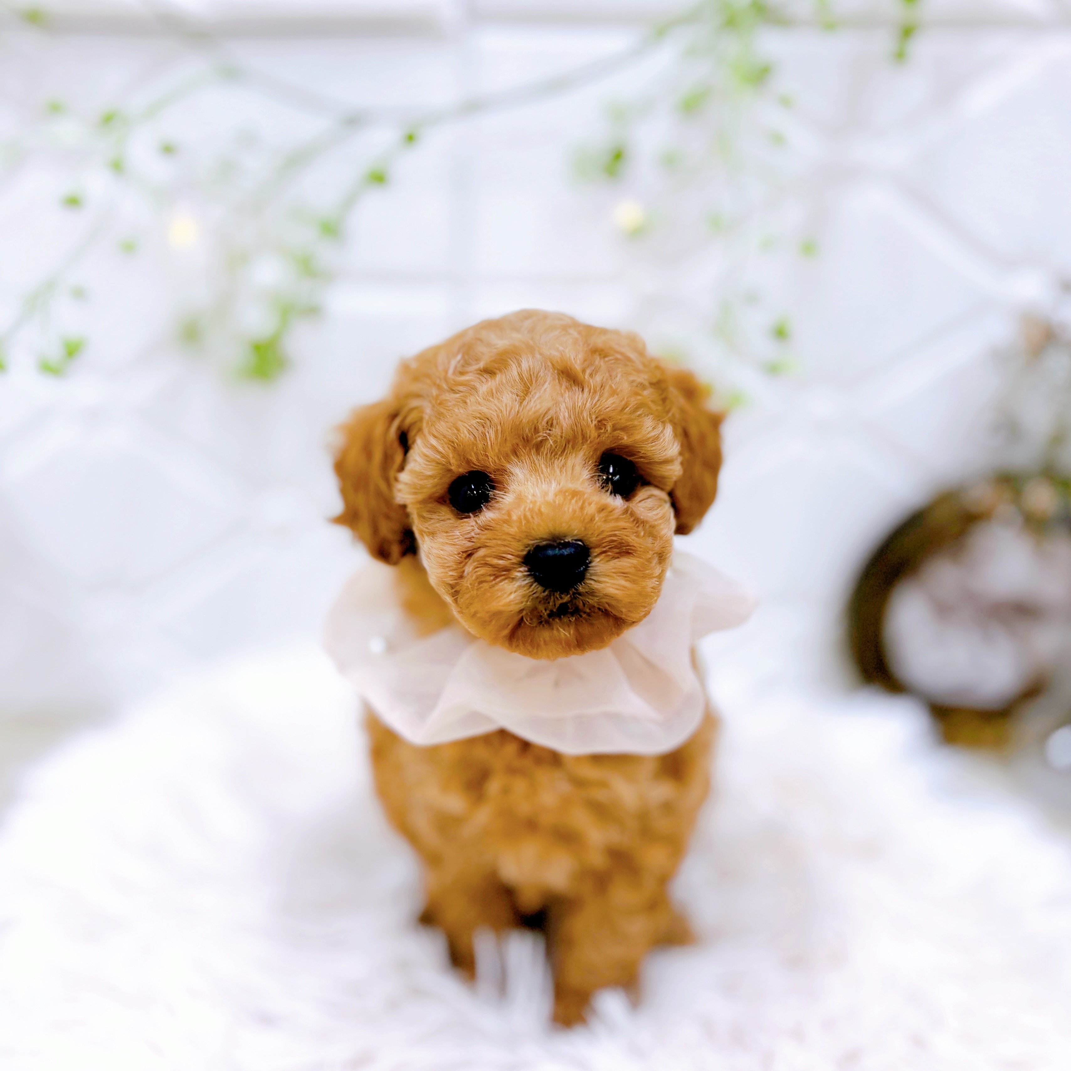 福井県のトイプードル(タイニー) (犬の家＆猫の里アミーゴ福井店/2025年9月5日生まれ/女の子/アプリコット)の子犬の3枚目の画像