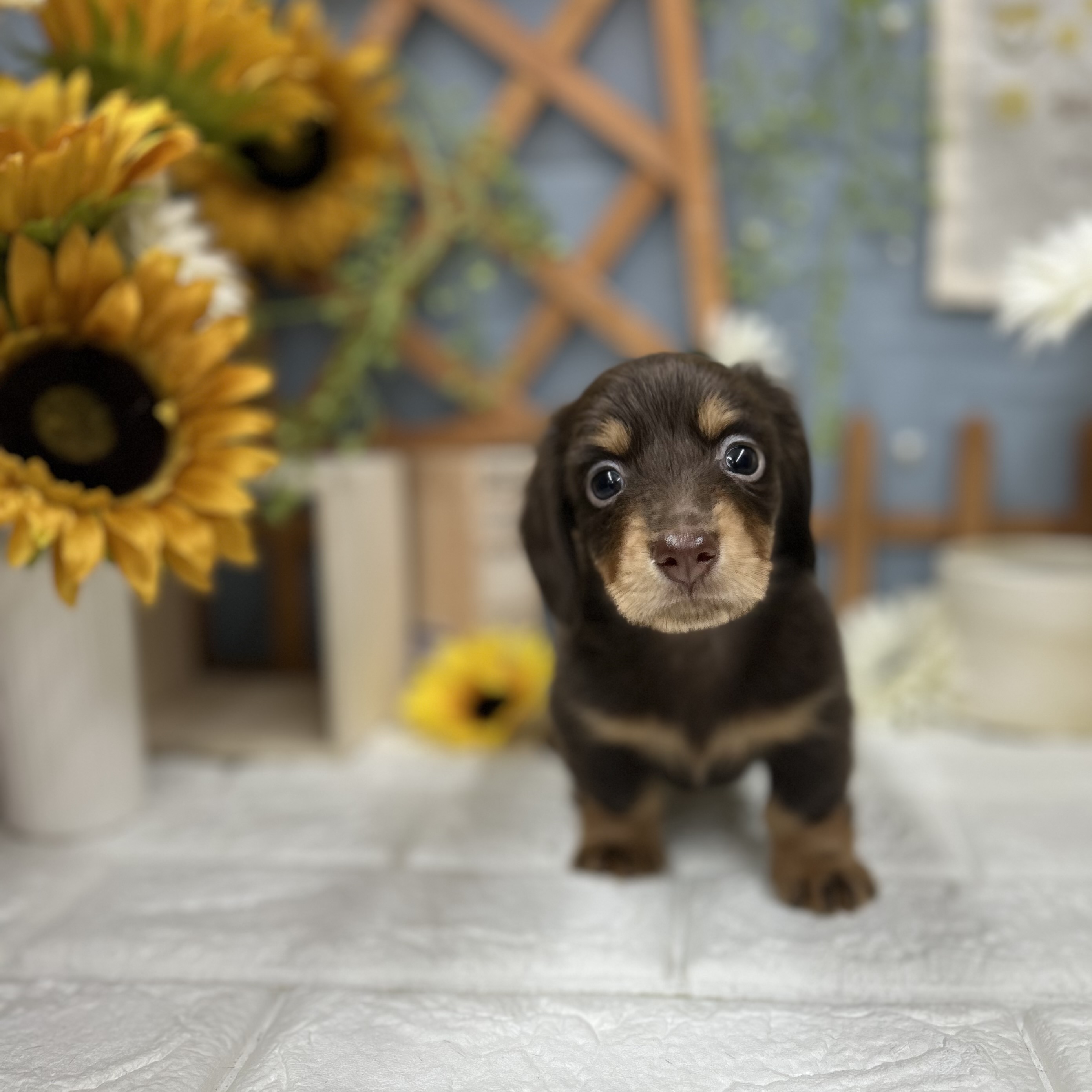 千葉県のミニチュアダックスフンド(ロング) (犬の家＆猫の里ワンズモール稲毛店/2025年9月8日生まれ/男の子/チョコレートタン)の子犬の3枚目の画像