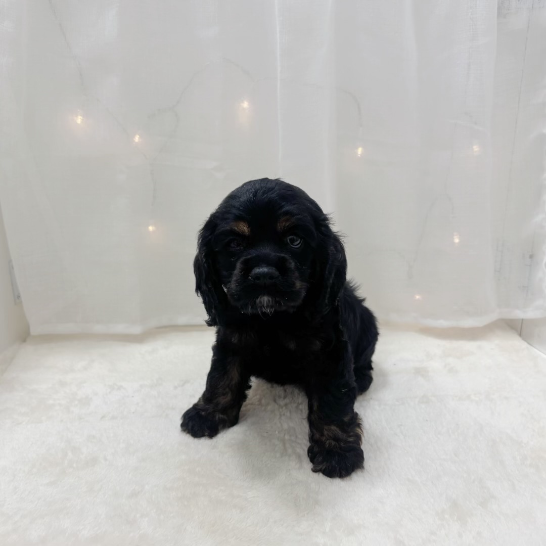 千葉県のアメリカンコッカースパニエル (犬の家＆猫の里BIGHOPガーデンモール印西店/2025年9月7日生まれ/女の子/ブラックタン)の子犬の3枚目の画像