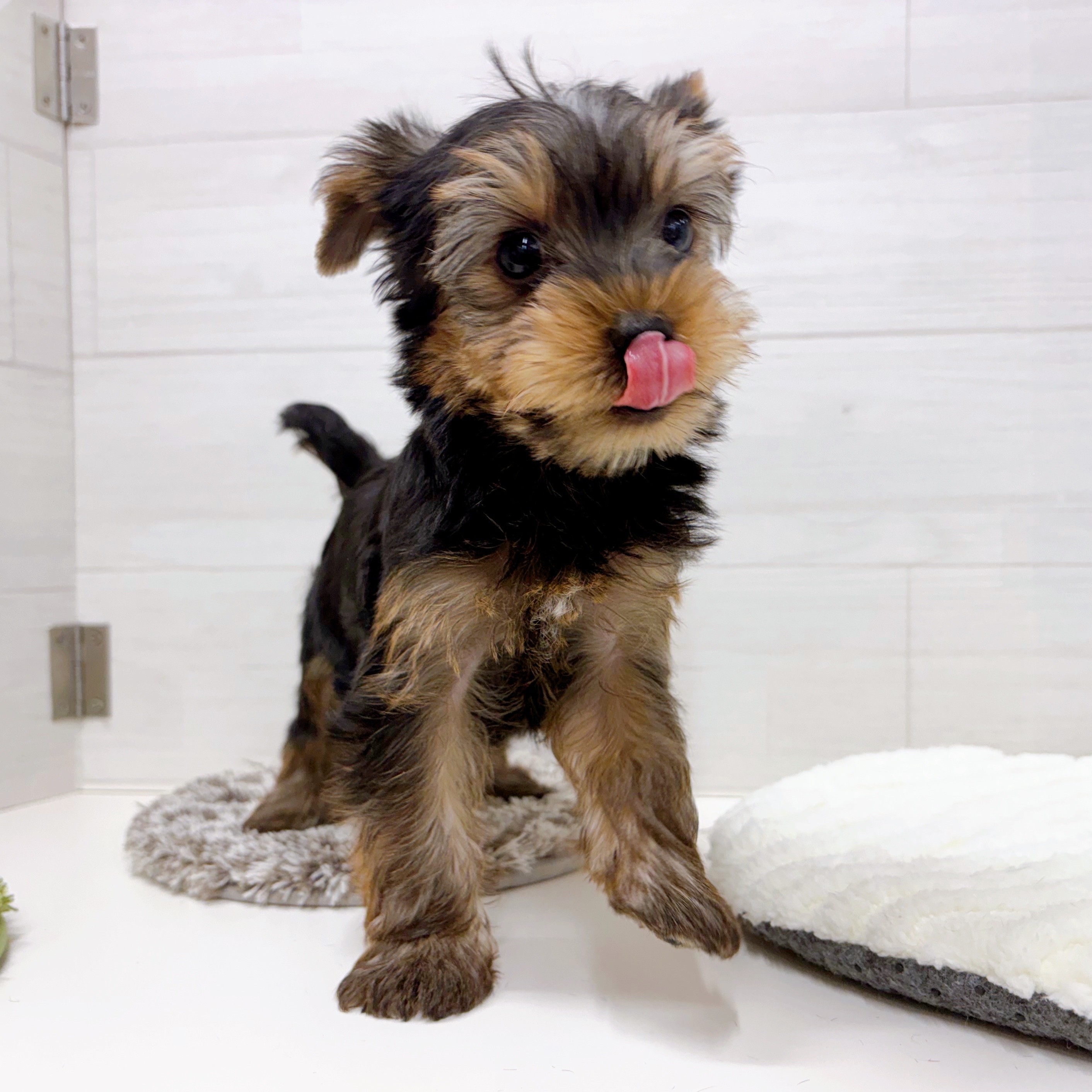 石川県のヨークシャーテリア (犬の家＆猫の里アミーゴ金沢おこばた店/2025年9月7日生まれ/男の子/スチールブルータン)の子犬の3枚目の画像