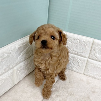 静岡県のトイプードル(タイニー) (犬の家＆猫の里マークイズ静岡店/2025年9月5日生まれ/男の子/アプリコット)の子犬の1枚目の画像