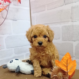 静岡県のトイプードル(トイ) (犬の家＆猫の里プレ葉ウォーク浜北店/2025年9月5日生まれ/男の子/アプリコット)の子犬の3枚目の画像