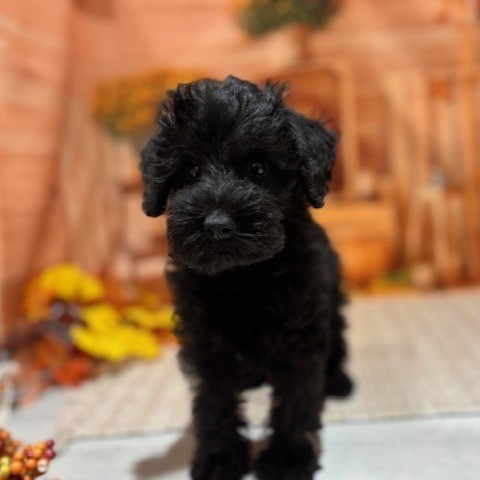 福岡県のシュナプー(シュナウザー×プードル) (犬の家＆猫の里トリアス久山店/2025年9月5日生まれ/男の子/ブラック)の子犬の3枚目の画像