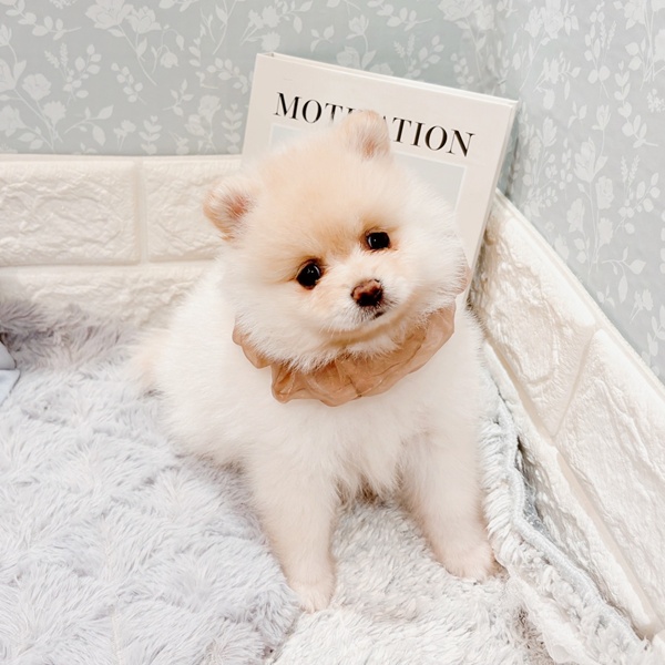 福井県のポメラニアン (犬の家＆猫の里福井店/2025年9月9日生まれ/女の子/ホワイト)の子犬の3枚目の画像