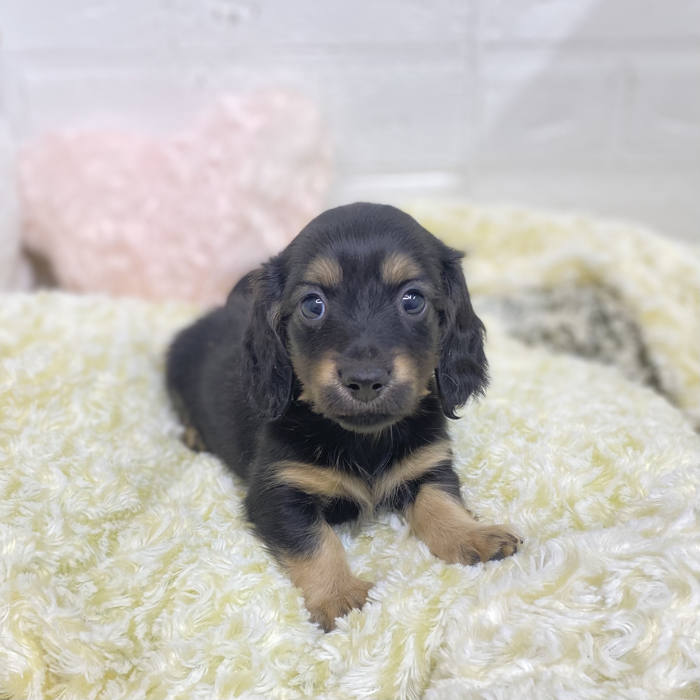 長野県のミニチュアダックスフンド(ロング) (犬の家＆猫の里長野店/2025年9月8日生まれ/女の子/ブラックタン)の子犬の3枚目の画像