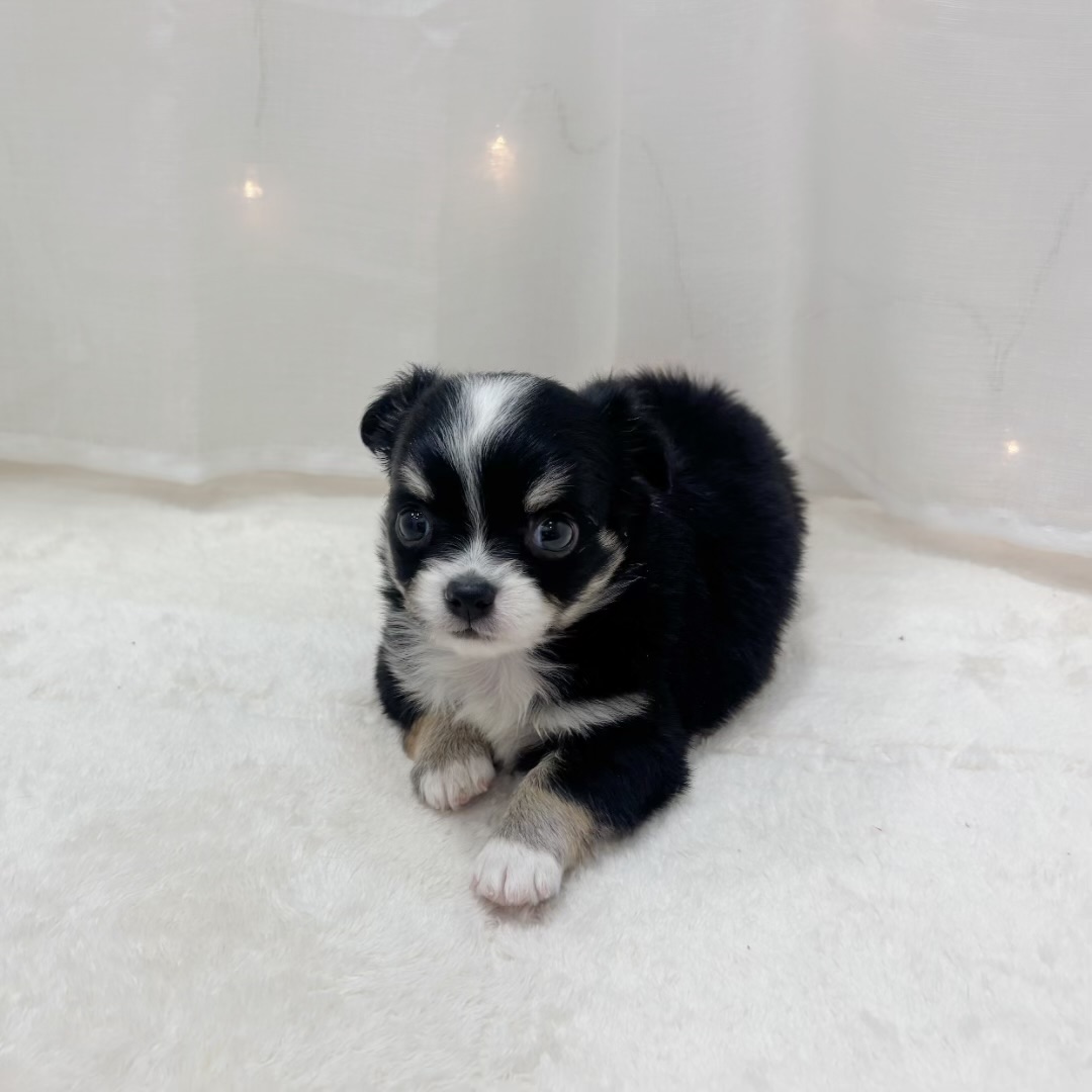 千葉県のチワワ(ロング) (犬の家＆猫の里BIGHOPガーデンモール印西店/2025年9月7日生まれ/男の子/ブラックタン)の子犬の3枚目の画像