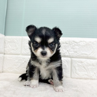 静岡県のチワワ(ロング) (犬の家＆猫の里マークイズ静岡店/2025年9月8日生まれ/女の子/ブラックタンホワイト)の子犬の3枚目の画像