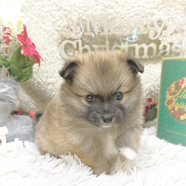 静岡県のポメチワ/チワポメ/ポメチー(ポメラニアン×チワワ) (犬の家＆猫の里藤枝店/2025年9月6日生まれ/男の子/オレンジ)の子犬の3枚目の画像