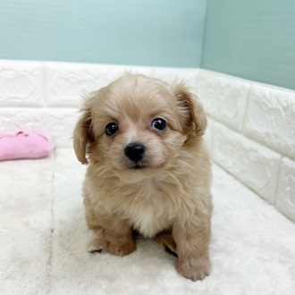 静岡県のチワプー/プーチー(チワワ×プードル) (犬の家＆猫の里マークイズ静岡店/2025年9月8日生まれ/男の子/アプリコット)の子犬の3枚目の画像