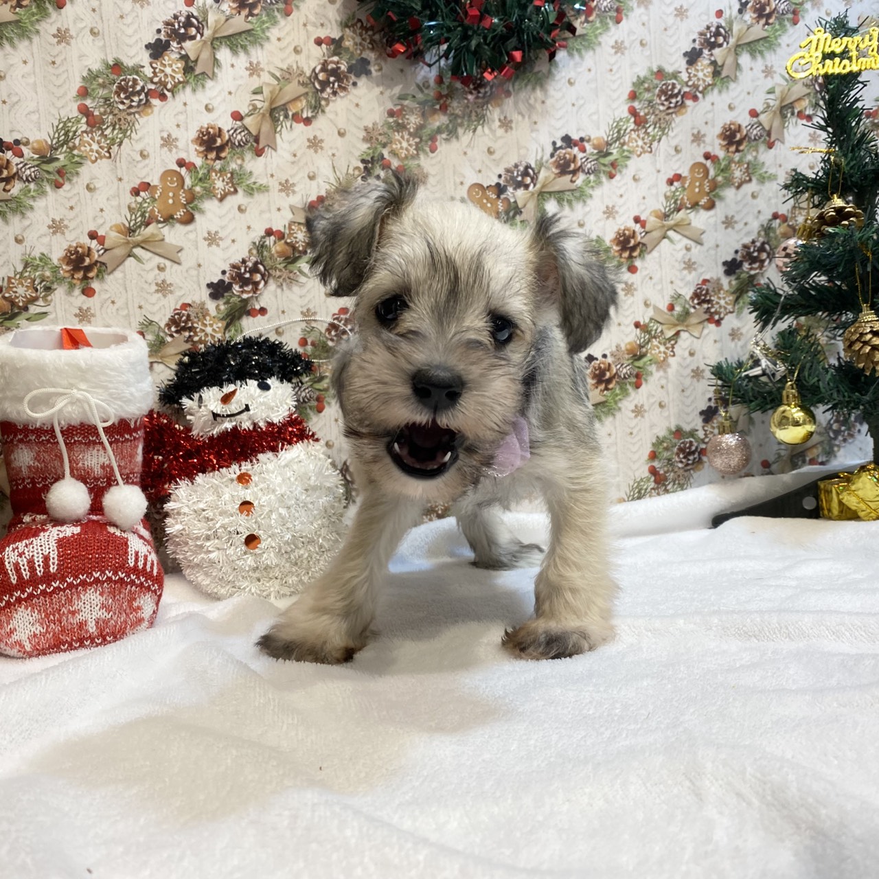 長野県のミニチュアシュナウザー (犬の家＆猫の里カインズ梓川店/2025年9月7日生まれ/女の子/ウィートンペッパー)の子犬の3枚目の画像