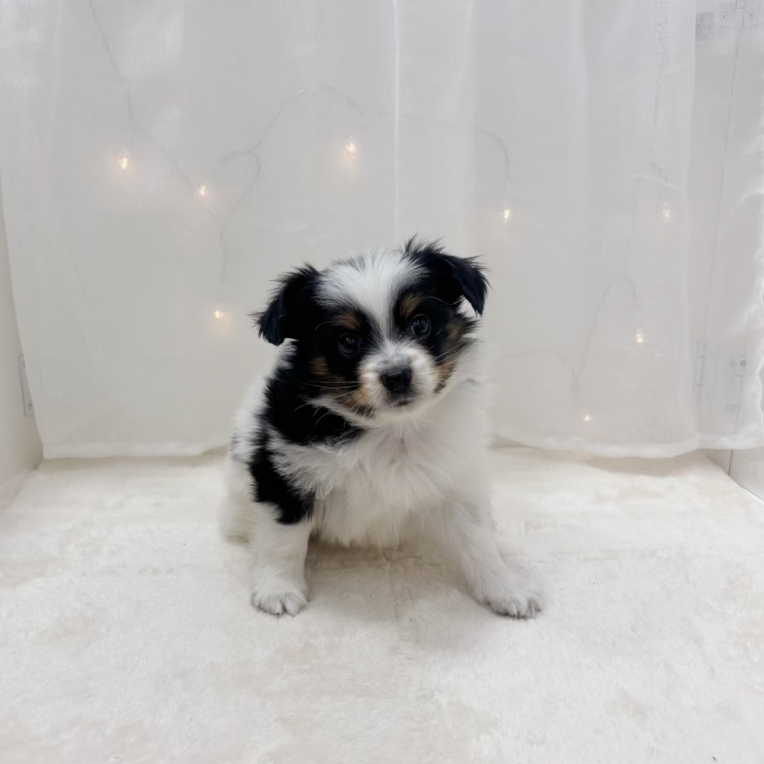 千葉県のパピヨン (犬の家＆猫の里BIGHOPガーデンモール印西店/2025年9月5日生まれ/男の子/トライカラー)の子犬の1枚目の画像