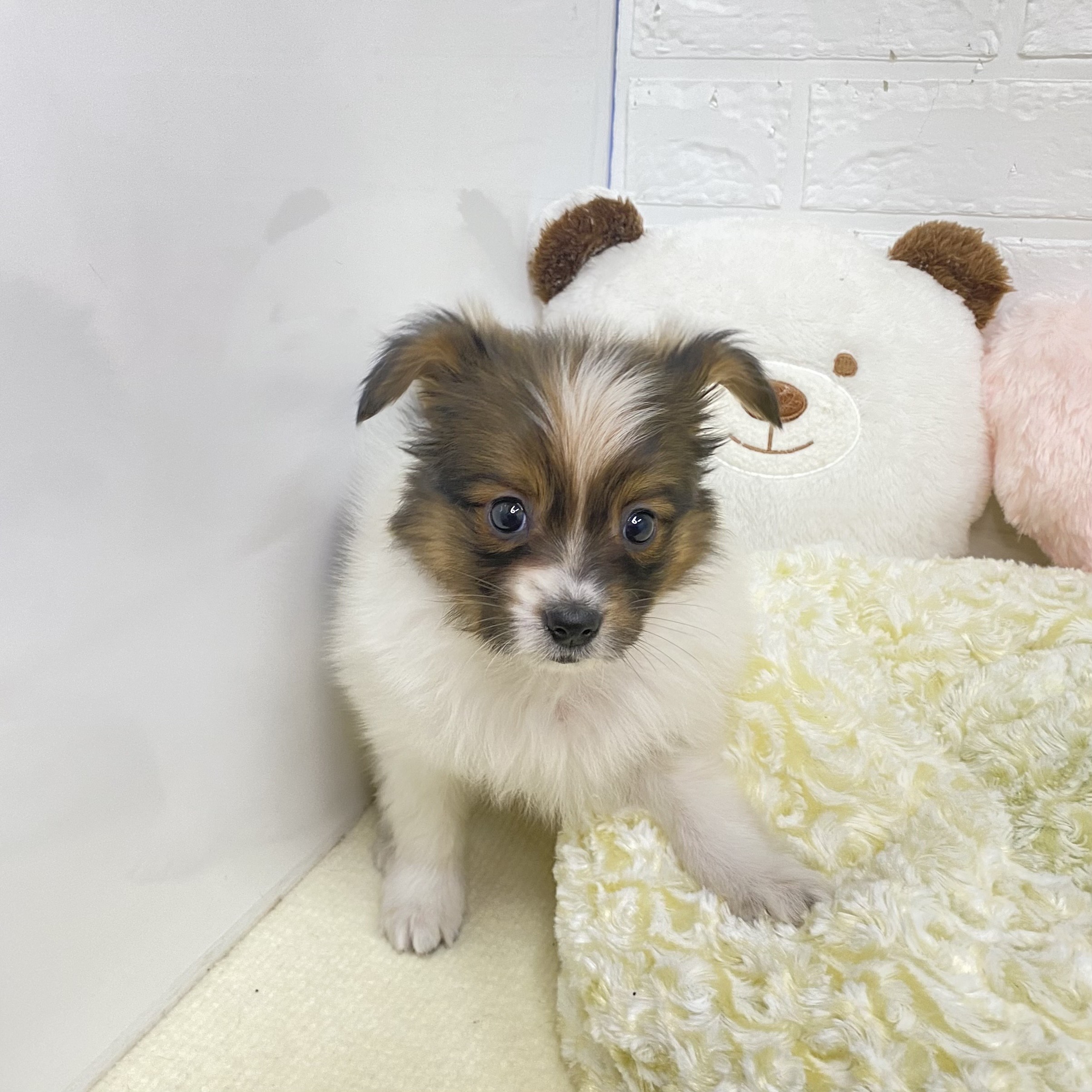 長野県のパピヨン (犬の家＆猫の里長野店/2025年9月5日生まれ/男の子/ホワイトブラウン)の子犬の3枚目の画像
