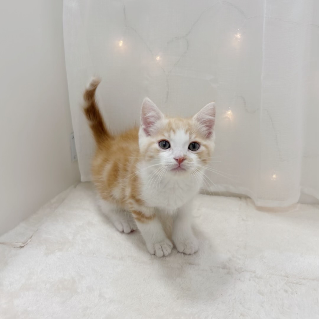 千葉県のマンチカン (犬の家＆猫の里BIGHOPガーデンモール印西店/2025年9月8日生まれ/男の子/レッドタビーホワイト)の子猫の3枚目の画像