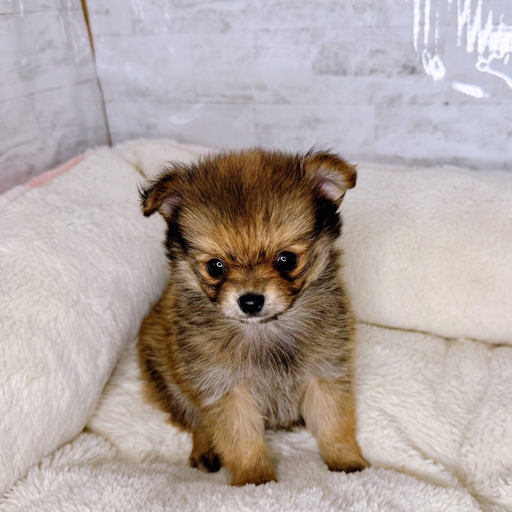 長野県のポメチワ/チワポメ/ポメチー(ポメラニアン×チワワ) (犬の家＆猫の里塩尻店/2025年9月9日生まれ/女の子/オレンジ)の子犬の3枚目の画像