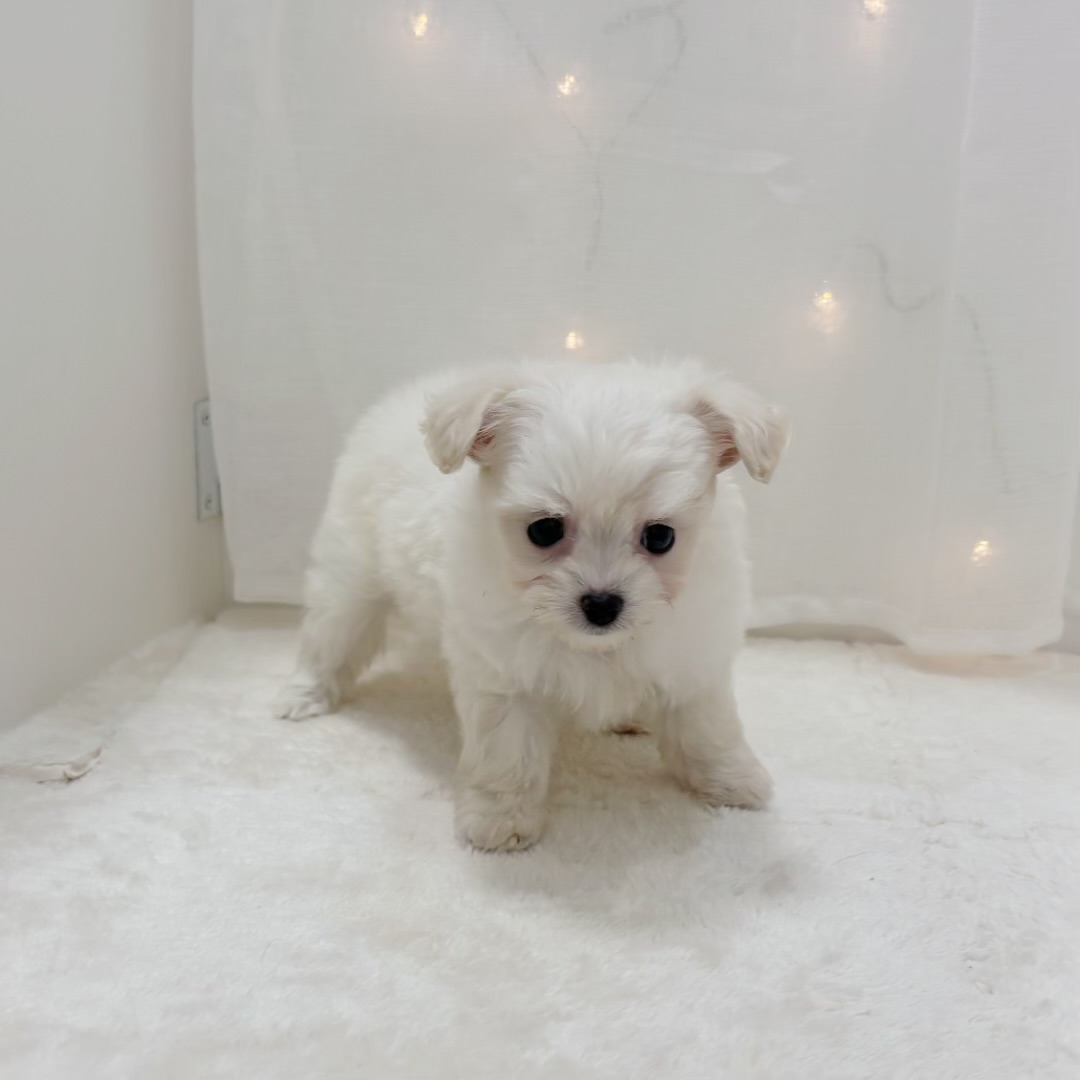 千葉県のチワプー/プーチー(チワワ×プードル) (犬の家＆猫の里BIGHOPガーデンモール印西店/2025年9月8日生まれ/女の子/ホワイト)の子犬の3枚目の画像