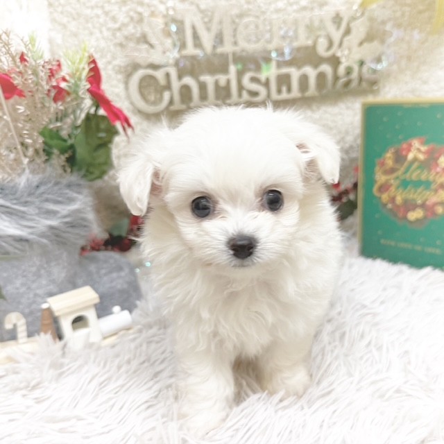 静岡県のチワプー/プーチー(チワワ×プードル) (犬の家＆猫の里藤枝店/2025年9月8日生まれ/男の子/ホワイト)の子犬の3枚目の画像