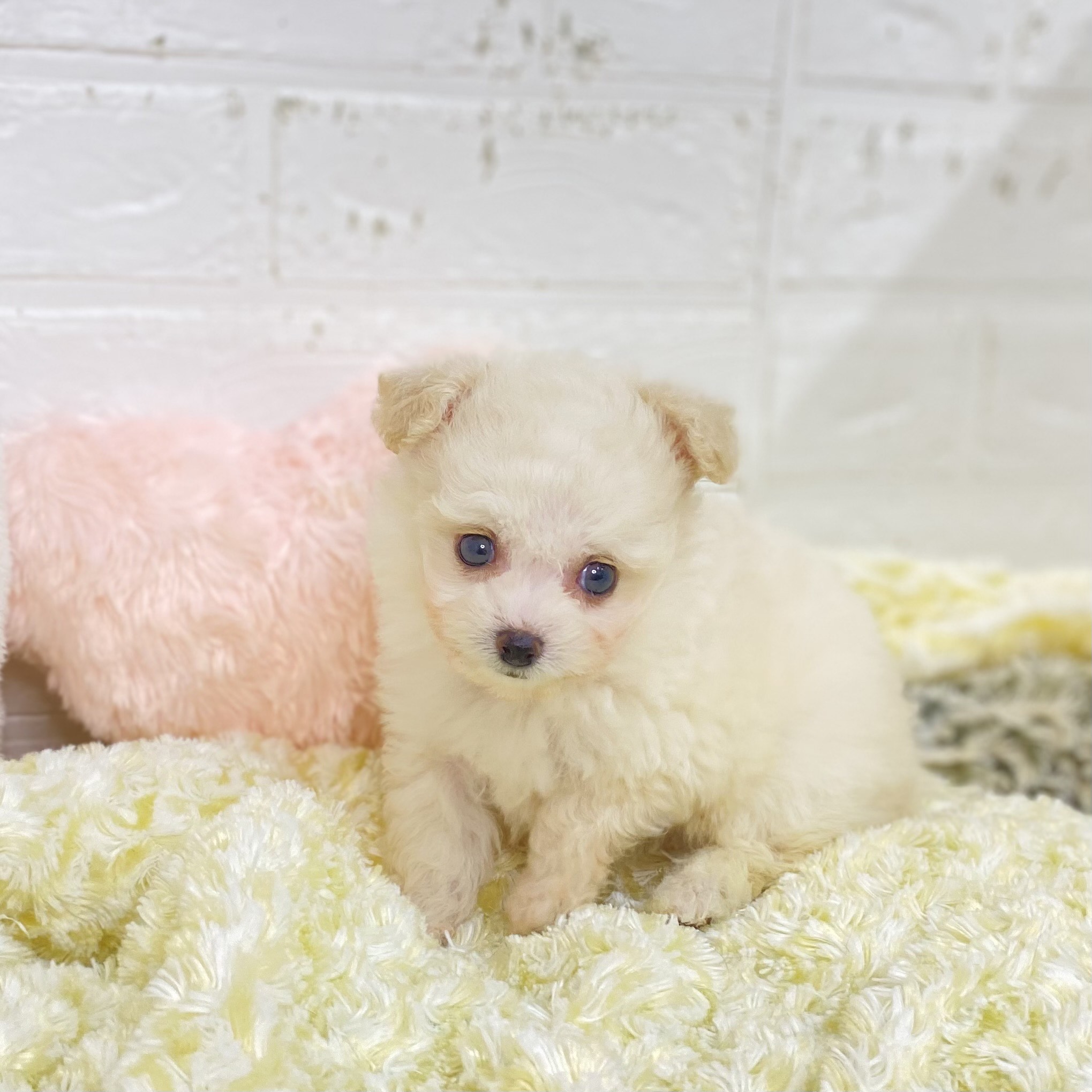 長野県のチワプー/プーチー(チワワ×プードル) (犬の家＆猫の里長野店/2025年9月8日生まれ/男の子/ホワイト)の子犬の3枚目の画像