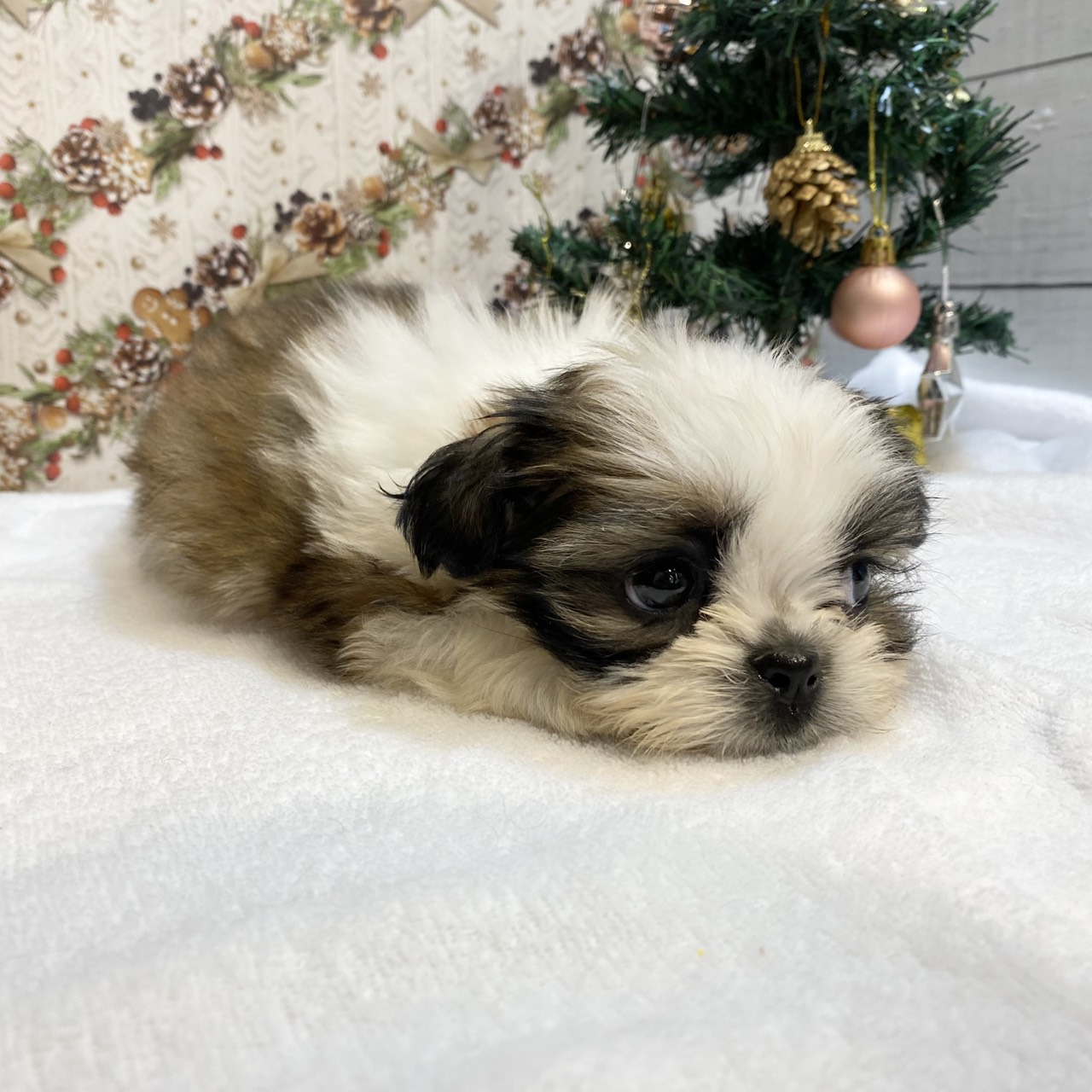 長野県のシーズー (犬の家＆猫の里カインズ梓川店/2025年9月7日生まれ/男の子/ゴールドホワイト)の子犬の3枚目の画像