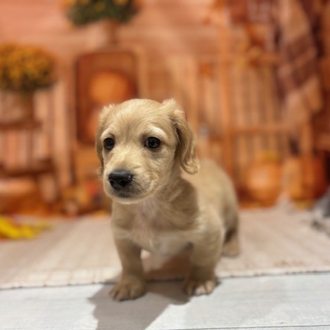 福岡県のミニチュアダックスフンド(ロング) (犬の家＆猫の里トリアス久山店/2025年9月8日生まれ/男の子/イエロー)の子犬の3枚目の画像