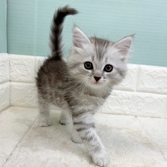 静岡県のサイベリアン (犬の家＆猫の里マークイズ静岡店/2025年9月8日生まれ/男の子/シルバータビー)の子猫の3枚目の画像