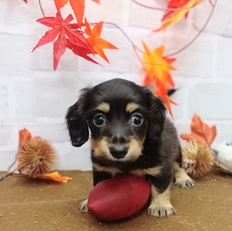 静岡県のミニチュアダックスフンド(ロング) (犬の家＆猫の里プレ葉ウォーク浜北店/2025年9月8日生まれ/女の子/ブラックイエロー)の子犬の1枚目の画像