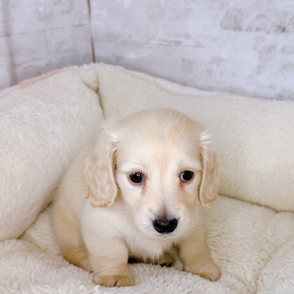 長野県のミニチュアダックスフンド(ロング) (犬の家＆猫の里塩尻店/2025年9月7日生まれ/女の子/イエロー)の子犬の3枚目の画像