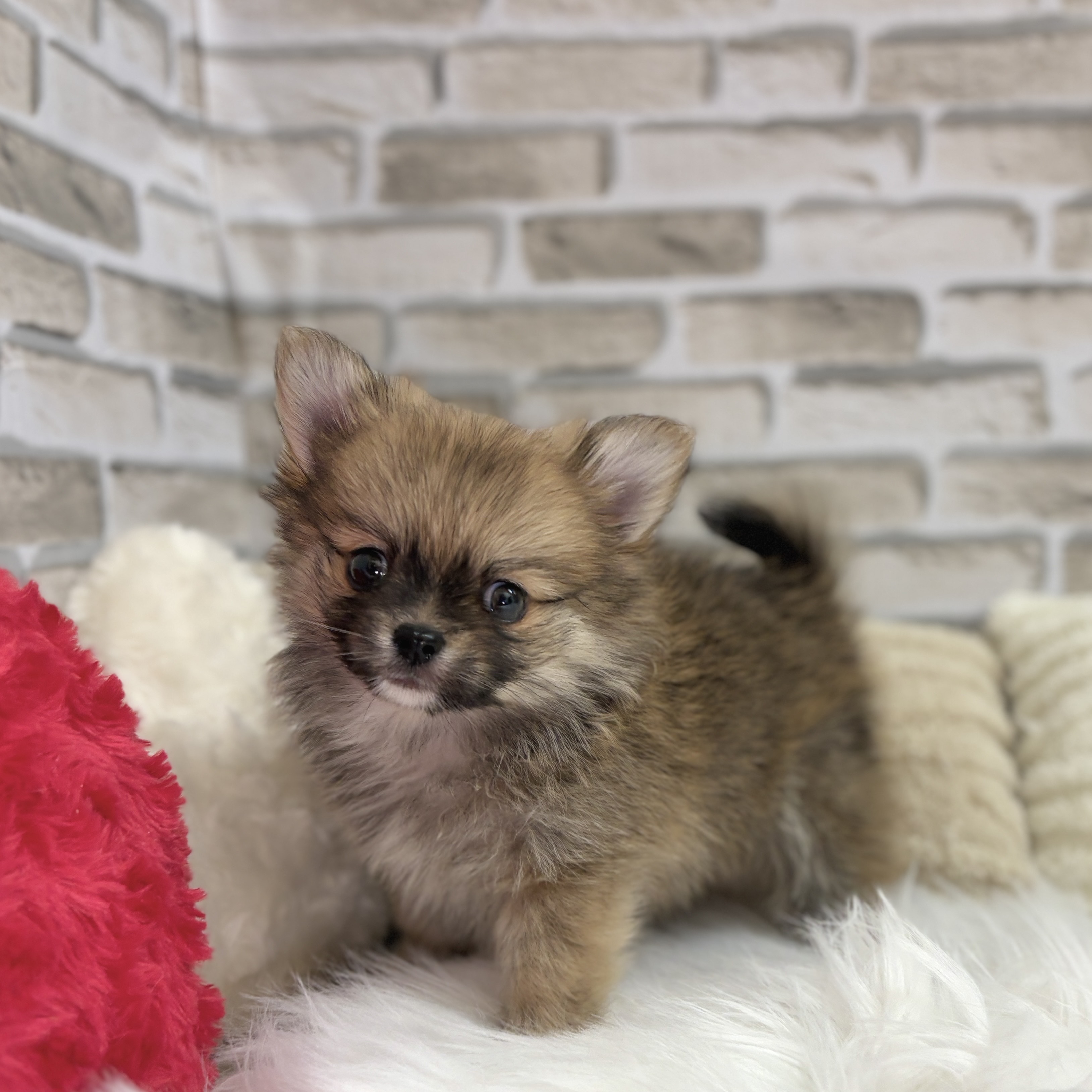 神奈川県のポメチワ/チワポメ/ポメチー(ポメラニアン×チワワ) (犬の家＆猫の里モザイクモール港北店/2025年9月8日生まれ/男の子/オレンジ)の子犬の3枚目の画像