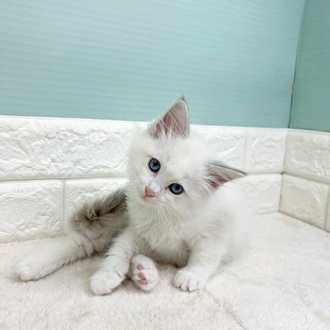 静岡県のラグドール (犬の家＆猫の里マークイズ静岡店/2025年9月1日生まれ/女の子/ブルーポイントバイカラー)の子猫の1枚目の画像