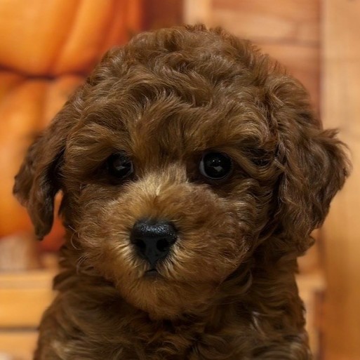 福岡県のトイプードル(トイ) (犬の家＆猫の里トリアス久山店/2025年9月9日生まれ/男の子/レッド)の子犬の1枚目の画像