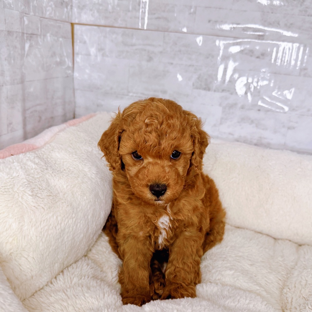 長野県のトイプードル(トイ) (犬の家＆猫の里塩尻店/2025年9月9日生まれ/男の子/レッド)の子犬の3枚目の画像