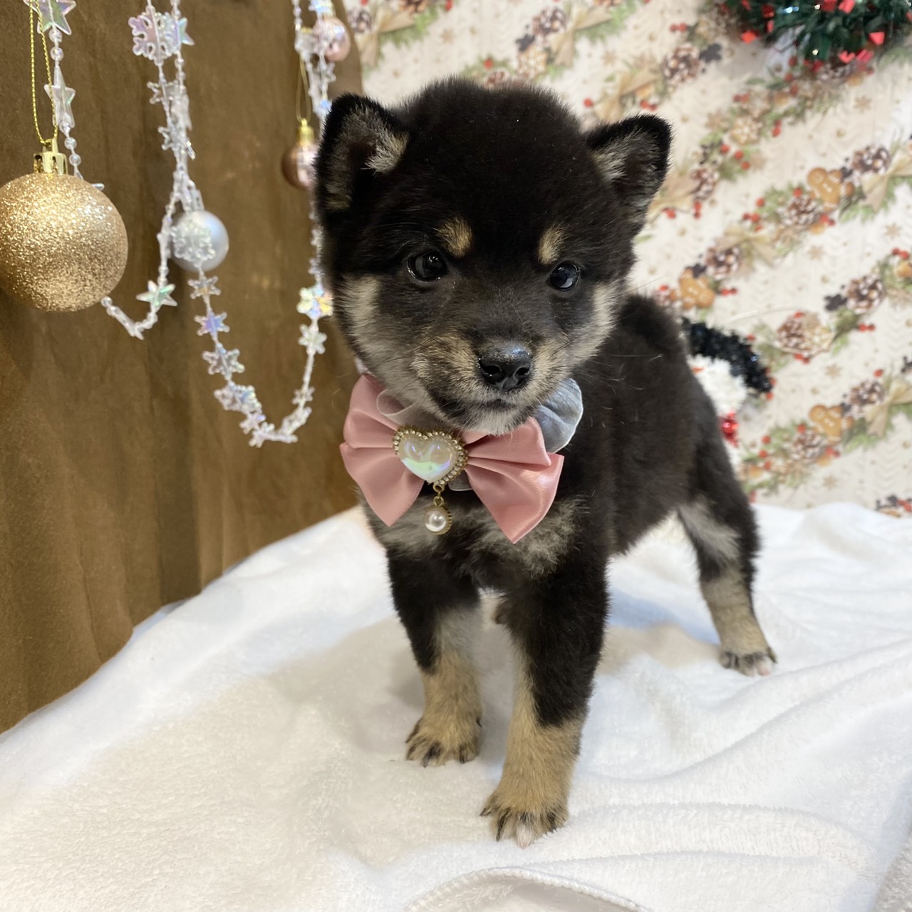 長野県の豆柴 (犬の家＆猫の里カインズ梓川店/2025年9月7日生まれ/女の子/黒)の子犬の3枚目の画像