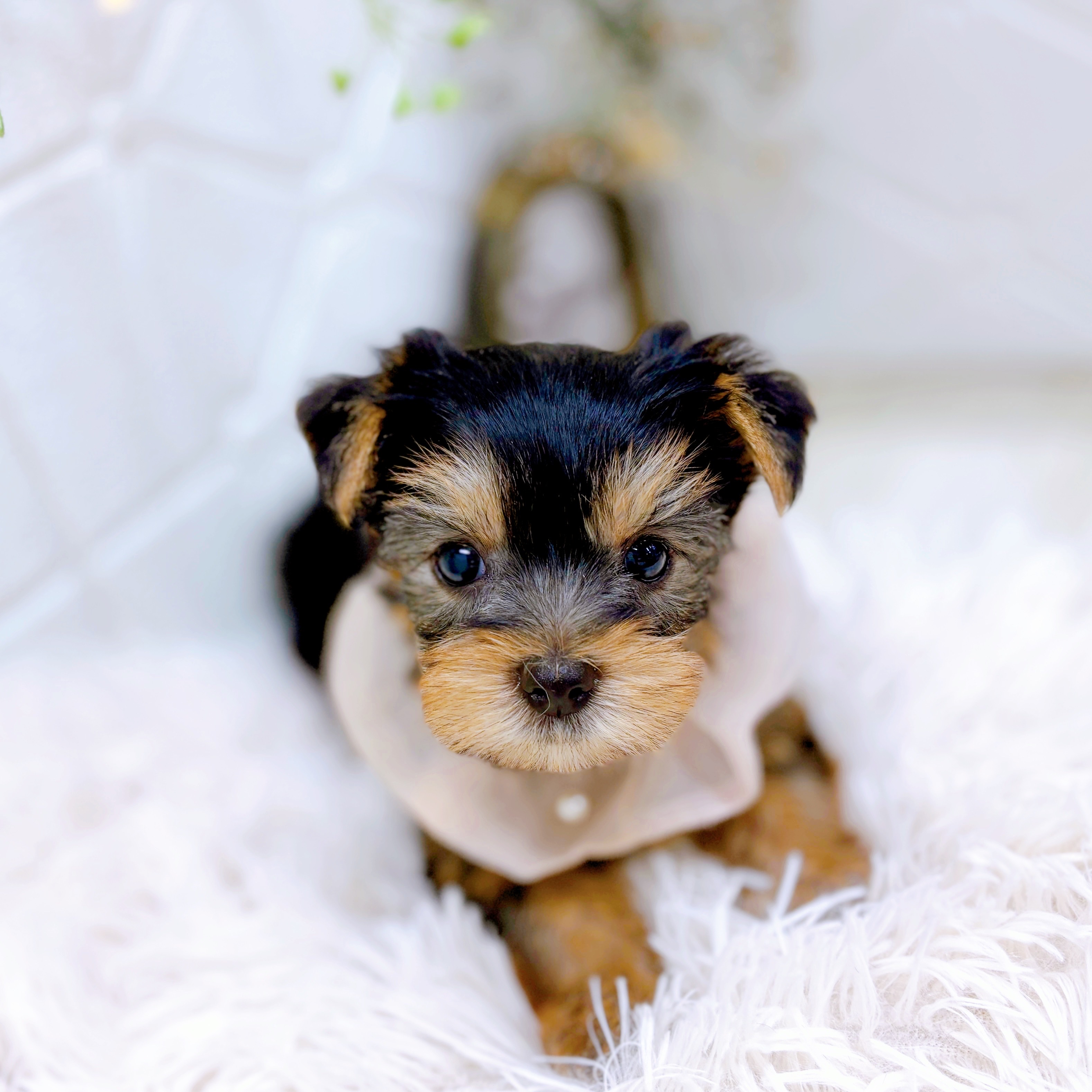 福井県のヨークシャーテリア (犬の家＆猫の里アミーゴ福井店/2025年9月8日生まれ/女の子/スチールブルータン)の子犬の3枚目の画像