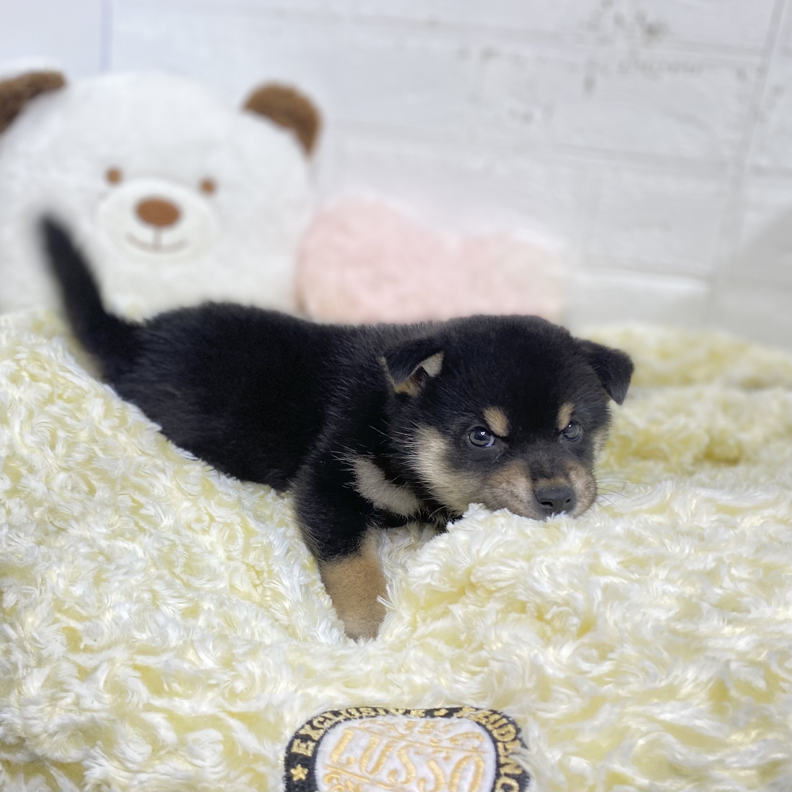 長野県の柴犬(標準サイズ) (犬の家＆猫の里長野店/2025年9月8日生まれ/女の子/黒)の子犬の3枚目の画像