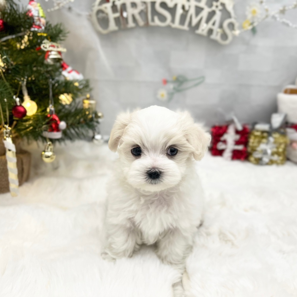 静岡県のマルチーズ (犬の家＆猫の里MEGAドン・キホーテ袋井店/2025年9月9日生まれ/男の子/ホワイト)の子犬の3枚目の画像