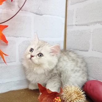 静岡県のミヌエット (犬の家＆猫の里プレ葉ウォーク浜北店/2025年9月8日生まれ/男の子/シェーデットシルバー)の子猫の3枚目の画像